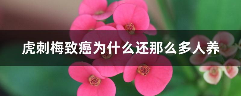 虎刺梅致癌为什么还那么多人养 虎刺梅致癌为什么还那么多人养