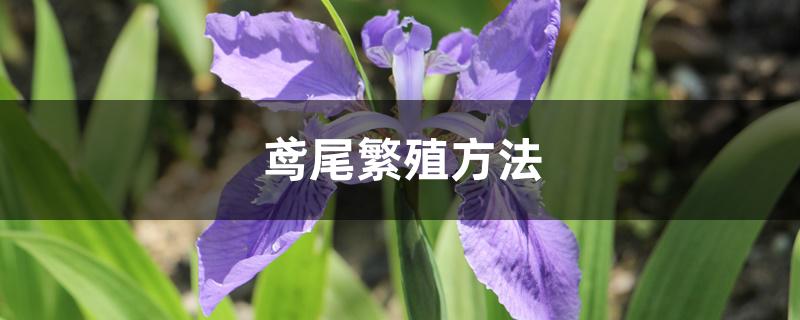 鸢尾繁殖方法 鸢尾繁殖方法