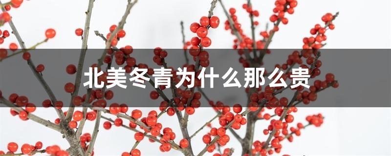 北美冬青为什么那么贵
