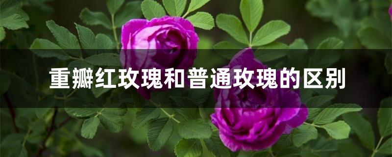 重瓣红玫瑰和普通玫瑰的区别 重瓣红玫瑰和普通玫瑰的区别