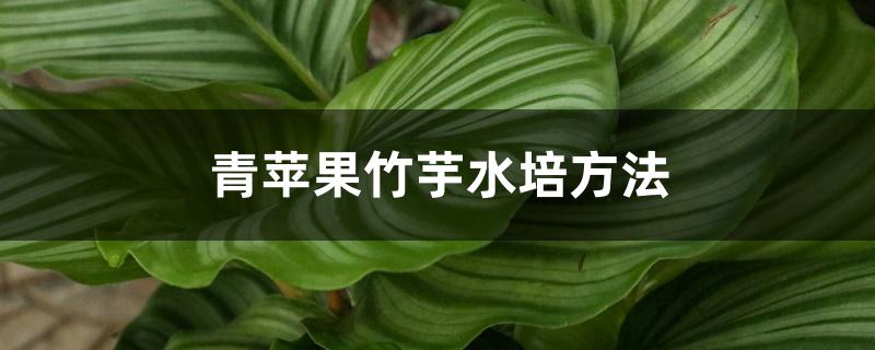 青苹果竹芋水培方法 青苹果竹芋水培方法