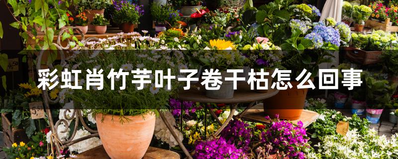 彩虹肖竹芋叶子卷干枯怎么回事 彩虹肖竹芋叶子卷干枯怎么回事