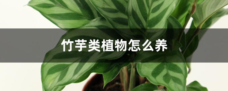 竹芋类植物怎么养 竹芋类植物怎么养