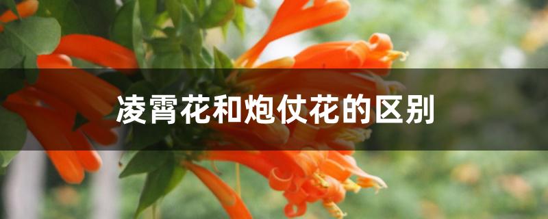 凌霄花和炮仗花的区别 凌霄花和炮仗花的区别