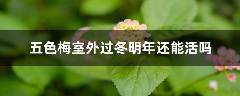 五色梅室外过冬明年还能活吗