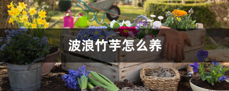波浪竹芋怎么养 波浪竹芋怎么养