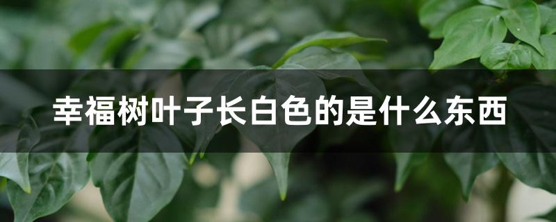 幸福树叶子长白色的是什么东西 幸福树叶子长白色的是什么东西