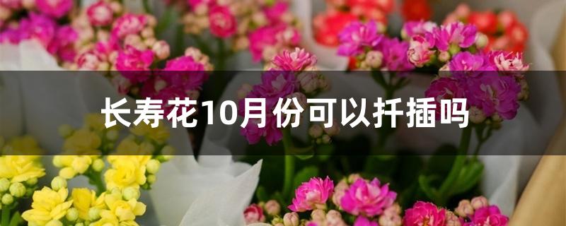 长寿花10月份可以扦插吗 长寿花10月份可以扦插吗