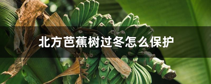 北方芭蕉树过冬怎么保护 北方芭蕉树过冬怎么保护