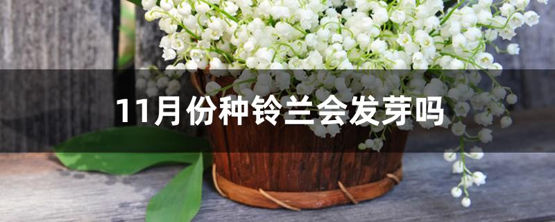 11月份种铃兰会发芽吗
