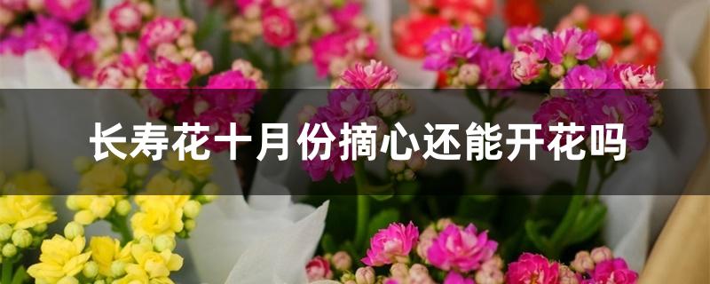 长寿花十月份摘心还能开花吗 长寿花十月份摘心还能开花吗