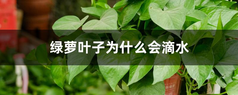 绿萝叶子为什么会滴水 绿萝叶子为什么会滴水