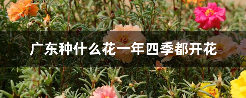 广东种什么花一年四季都开花 广东种什么花一年四季都开花