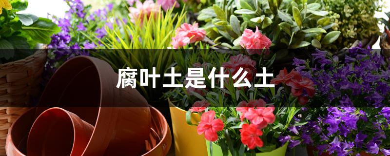 腐叶土是什么土