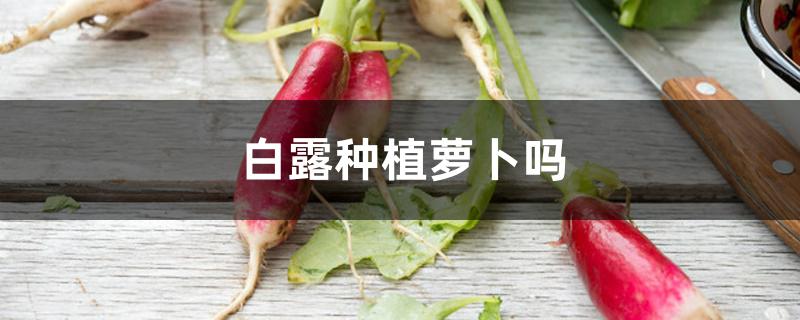 白露种植萝卜吗 白露种植萝卜吗