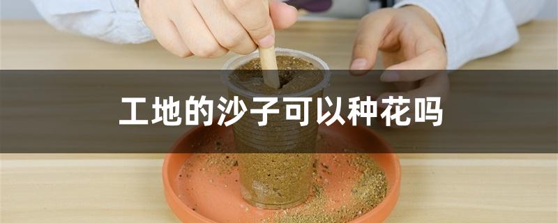 工地的沙子可以种花吗 工地的沙子可以种花吗