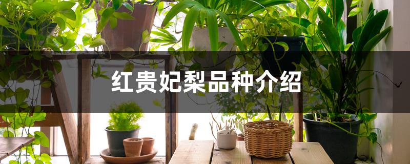 红贵妃梨品种介绍 红贵妃梨品种介绍