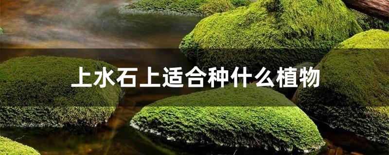 上水石上适合种什么植物 上水石上适合种什么植物