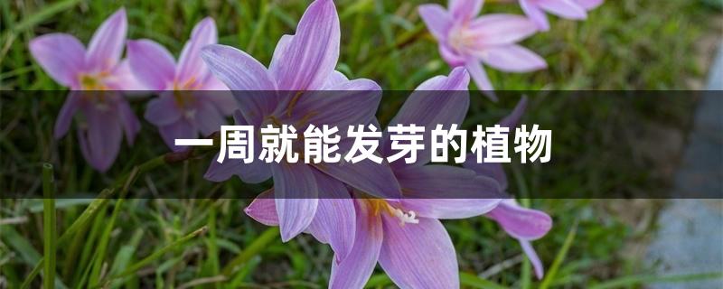 一周就能发芽的植物 一周就能发芽的植物