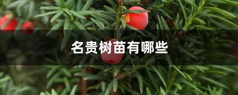 名贵树苗有哪些 名贵树苗有哪些