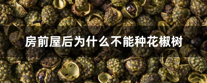 房前屋后为什么不能种花椒树 房前屋后为什么不能种花椒树
