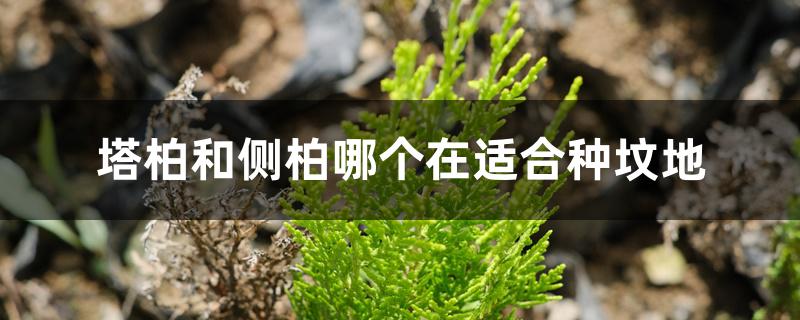 塔柏和侧柏哪个在适合种坟地 塔柏和侧柏哪个在适合种坟地