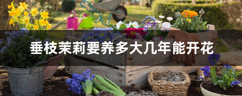 垂枝茉莉要养多大几年能开花 垂枝茉莉要养多大几年能开花