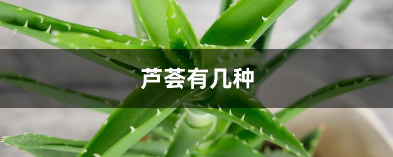 芦荟有几种 芦荟有几种