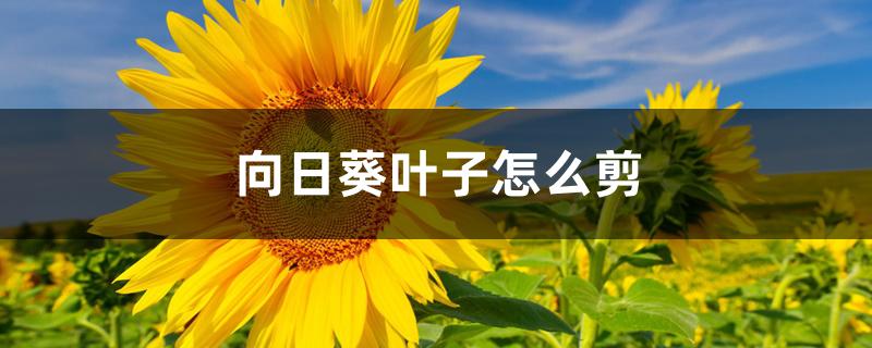 向日葵叶子怎么剪 向日葵叶子怎么剪