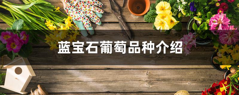 蓝宝石葡萄品种介绍 蓝宝石葡萄品种介绍