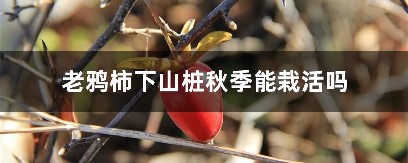 老鸦柿下山桩秋季能栽活吗 老鸦柿下山桩秋季能栽活吗
