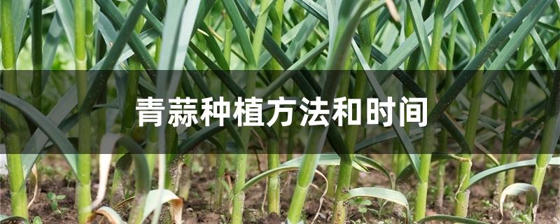 青蒜种植方法和时间 青蒜种植方法和时间