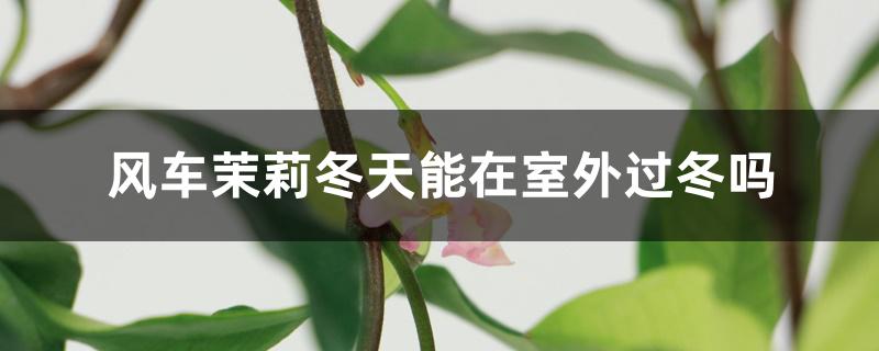 风车茉莉冬天能在室外过冬吗 风车茉莉冬天能在室外过冬吗