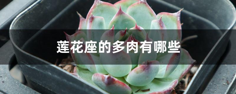 莲花座的多肉有哪些 莲花座的多肉有哪些