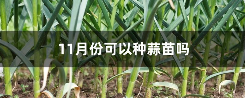 11月份可以种蒜苗吗 11月份可以种蒜苗吗
