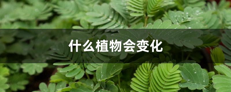 什么植物会变化 什么植物会变化