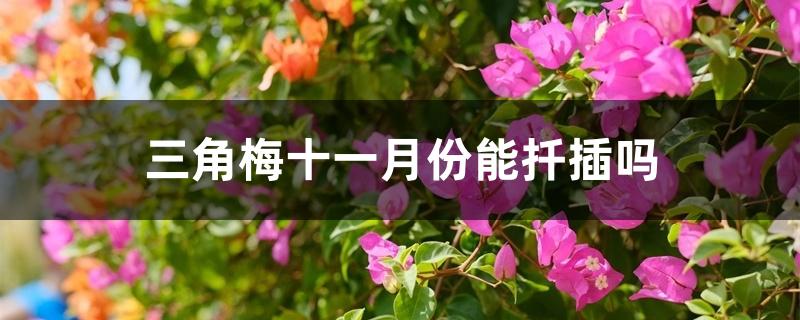 三角梅十一月份能扦插吗 三角梅十一月份能扦插吗