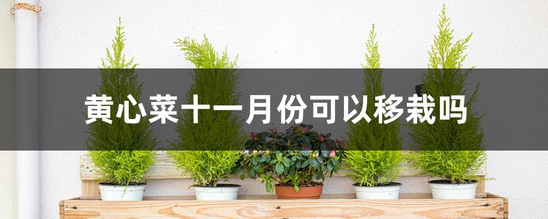 黄心菜十一月份可以移栽吗 黄心菜十一月份可以移栽吗