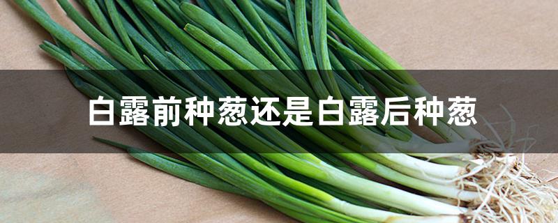 白露前种葱还是白露后种葱 白露前种葱还是白露后种葱