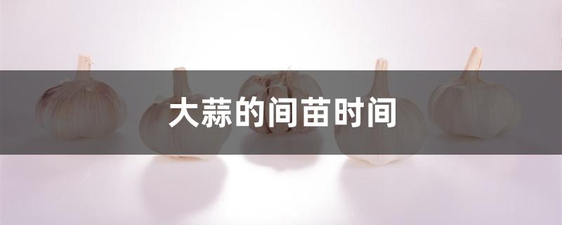 大蒜的间苗时间 大蒜的间苗时间