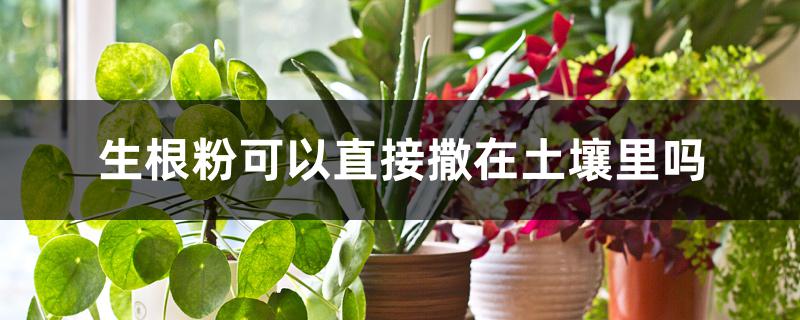 生根粉可以直接撒在土壤里吗 生根粉可以直接撒在土壤里吗