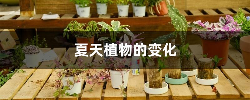夏天植物的变化 夏天植物的变化