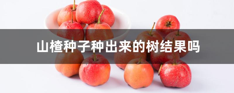 山楂种子种出来的树结果吗 山楂种子种出来的树结果吗
