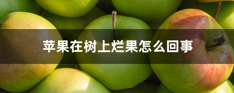 苹果在树上烂果怎么回事 苹果在树上烂果怎么回事