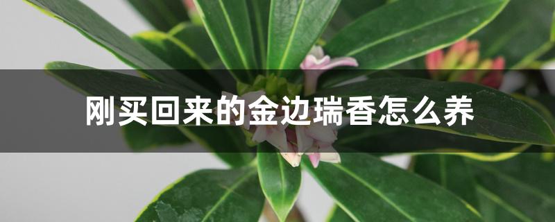刚买回来的金边瑞香怎么养 刚买回来的金边瑞香怎么养