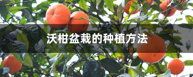 沃柑盆栽的种植方法 沃柑盆栽的种植方法