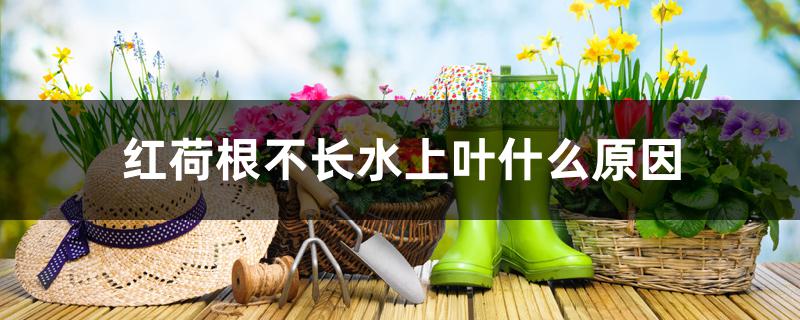 红荷根不长水上叶什么原因 红荷根不长水上叶什么原因
