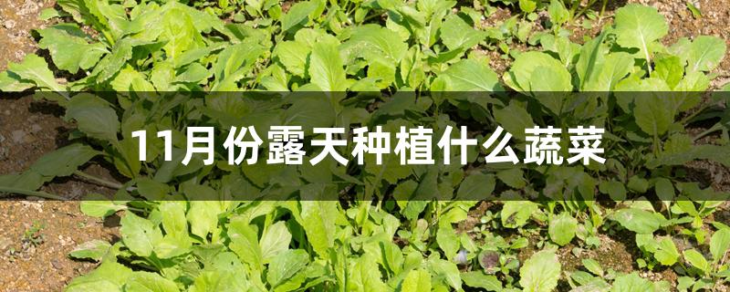 11月份露天种植什么蔬菜 11月份露天种植什么蔬菜