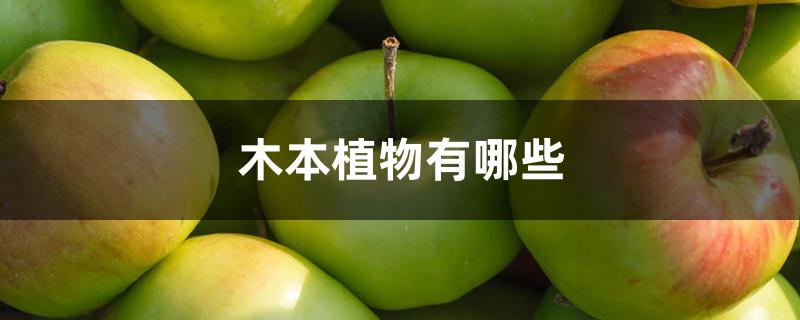 木本植物有哪些 木本植物有哪些