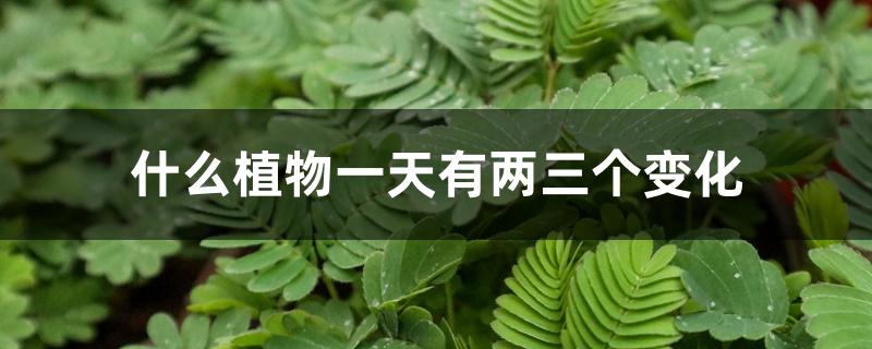 什么植物一天有两三个变化 什么植物一天有两三个变化